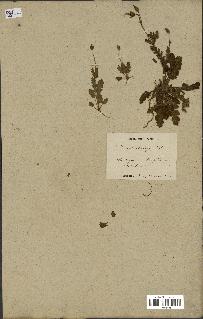 spécimen de Erodium botrys