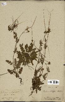 spécimen de Erodium botrys
