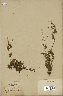 spécimen de Erodium botrys