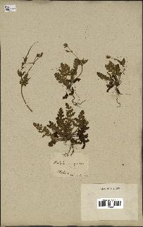 spécimen de Erodium botrys