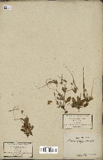 spécimen de Erodium botrys