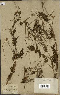 spécimen de Erodium botrys