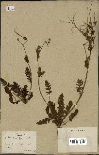 spécimen de Erodium botrys