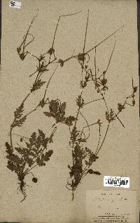 spécimen de Erodium botrys