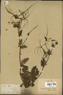 spécimen de Erodium botrys