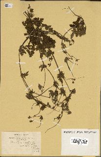 spécimen de Erodium botrys
