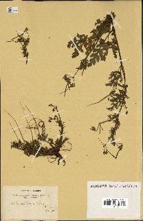 spécimen de Erodium botrys