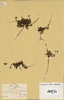 spécimen de Erodium botrys