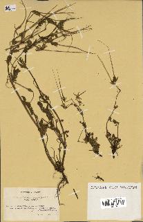 spécimen de Erodium botrys