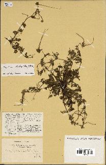 spécimen de Erodium botrys