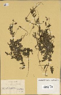 spécimen de Erodium botrys