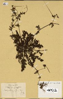 spécimen de Erodium botrys