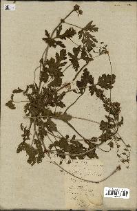 spécimen de Erodium botrys
