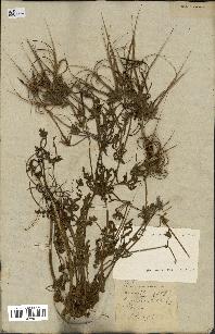 spécimen de Erodium botrys