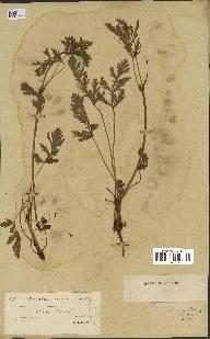 spécimen de Erodium botrys