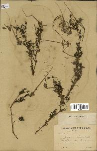 spécimen de Erodium botrys