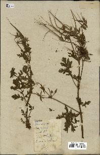 spécimen de Erodium botrys
