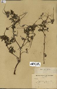 spécimen de Erodium botrys