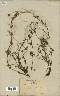 spécimen de Erodium botrys