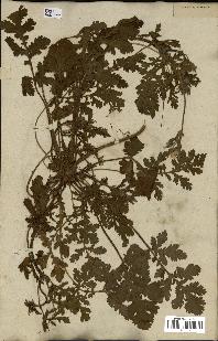 spécimen de Erodium botrys
