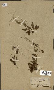 spécimen de Erodium botrys