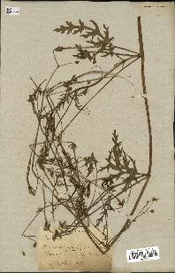 spécimen de Erodium botrys