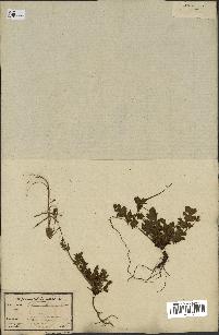 spécimen de Erodium botrys