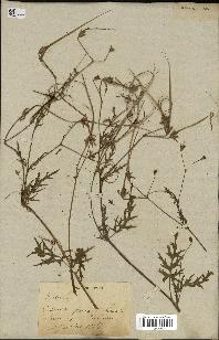 spécimen de Erodium botrys