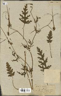 spécimen de Erodium botrys