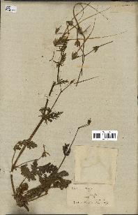 spécimen de Erodium botrys
