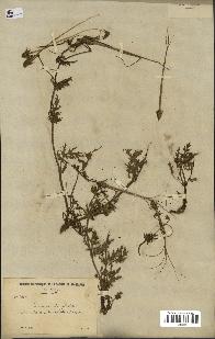 spécimen de Erodium botrys