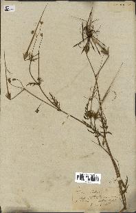 spécimen de Erodium botrys