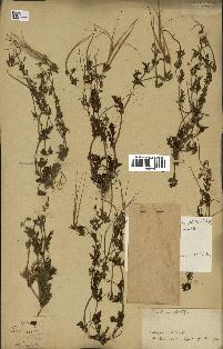 spécimen de Erodium botrys