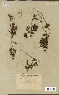 spécimen de Erodium botrys