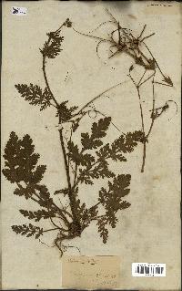 spécimen de Erodium botrys