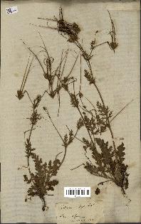 spécimen de Erodium botrys