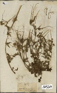 spécimen de Erodium botrys