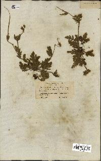 spécimen de Erodium botrys