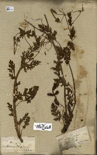 spécimen de Erodium botrys