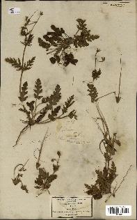 spécimen de Erodium botrys