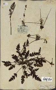 spécimen de Erodium botrys