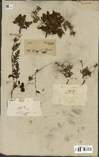 spécimen de Erodium botrys