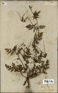 spécimen de Erodium botrys