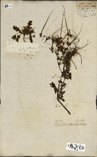 spécimen de Erodium botrys