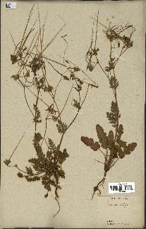 spécimen de Erodium botrys