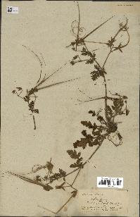 spécimen de Erodium botrys