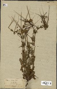 spécimen de Erodium botrys