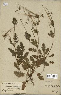 spécimen de Erodium botrys