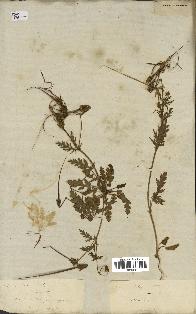 spécimen de Erodium botrys