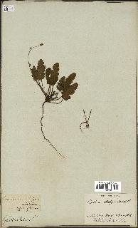 spécimen de Erodium botrys
